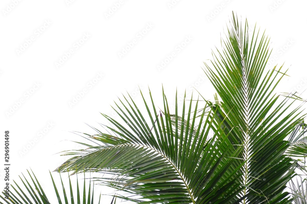 Fototapeta premium Coconut leaves with branches on white isolated background for green foliage backdrop 