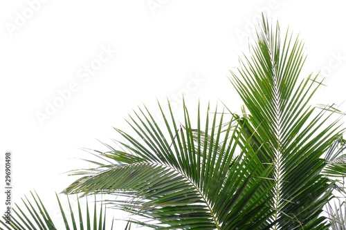 Coconut leaves with branches on white isolated background for green foliage backdrop © Oradige59
