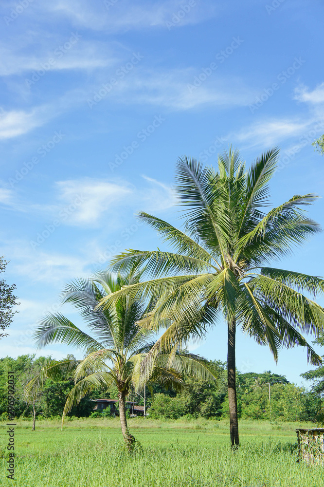The Coconut, rice field with Blue sky ,outdoor style The Coconut, rice field with Blue sky ,outdoor style