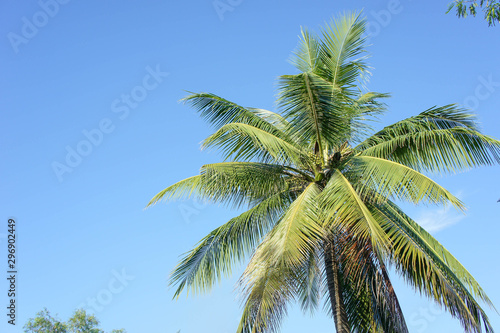 The Coconut, rice field with Blue sky ,outdoor style