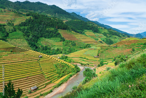 Terraced rice field in harvest season in Mu Cang Chai, Vietnam.