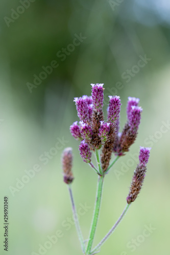 Macro of small purple wild flowers at sunset with backlighting