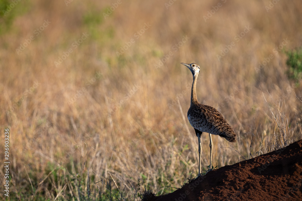 Lone Black Bellied Korhaan standing on the side of an anthill