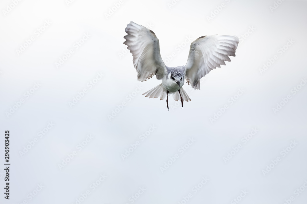 Obraz premium Whiskered tern in flight on cloudy day with spread wings artistic conversion