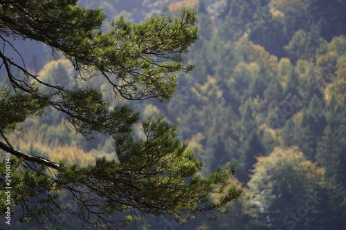 autumn in the mountains, colored trees on a Sunny day. the view through the pine branches on the mountain slopes green
