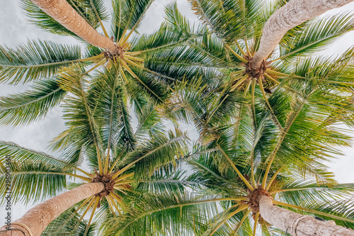 Looking up at the coconut palm trees 