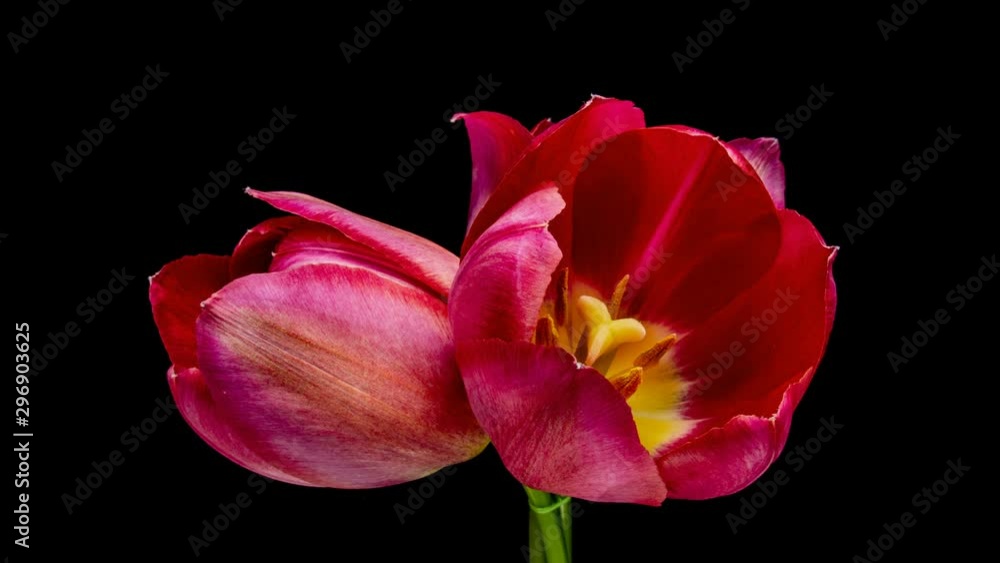 Tulips. Timelapse of bright pink striped colorful tulips flower blooming Time lapse tulip bunch of spring flowers opening, close-up. Holiday bouquet. 4K UHD video