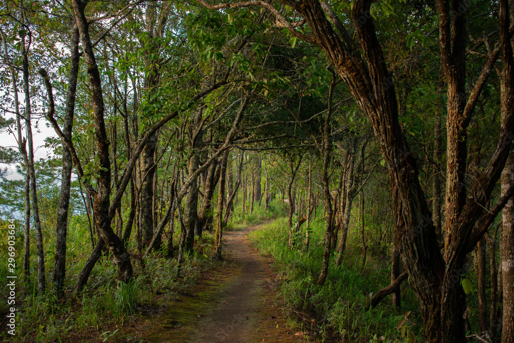 Obraz premium path in the forest