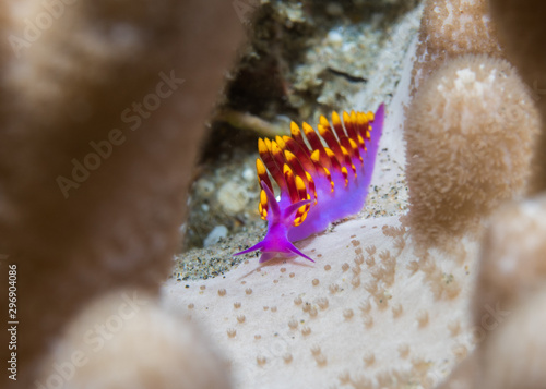 Tenellia sibogae nudibranch - purple, red cerata with yellow tips. photo