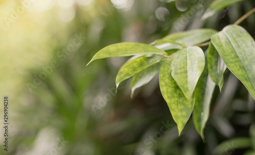 Close up photo of Green leaves with bokeh