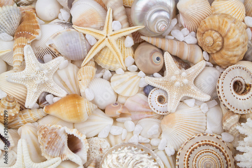 Many amazing seashells  coral and starfishes mixed