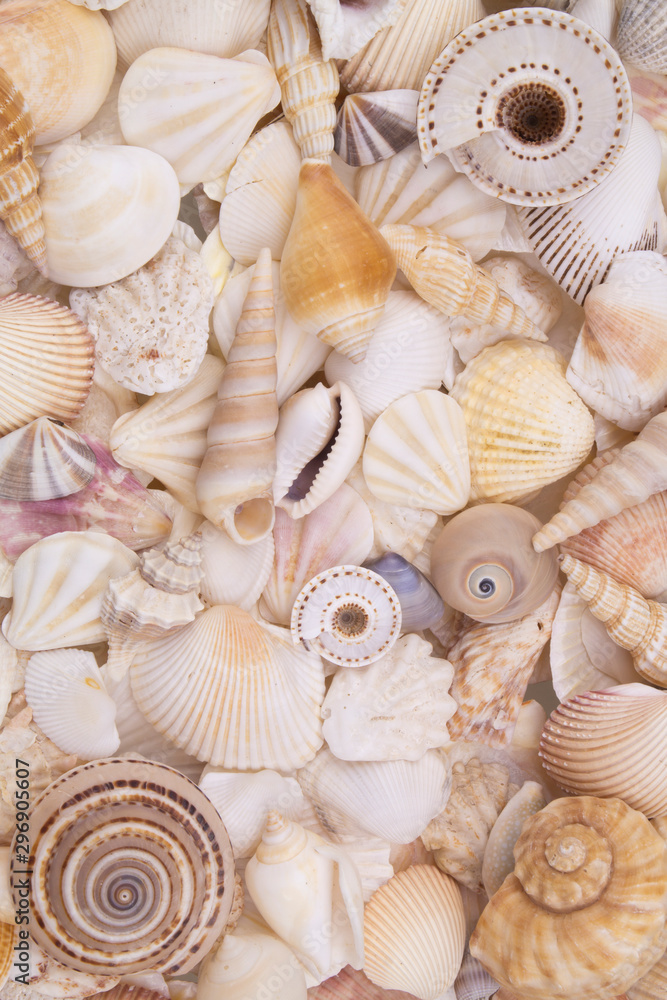 Seashells background, many sea shells piled together