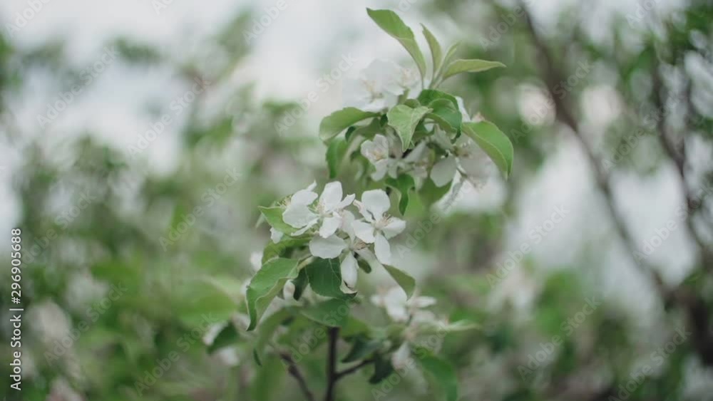 Flowering branch of apple tree against the blue sky. Flowering branch of apple tree against the blue sky.
