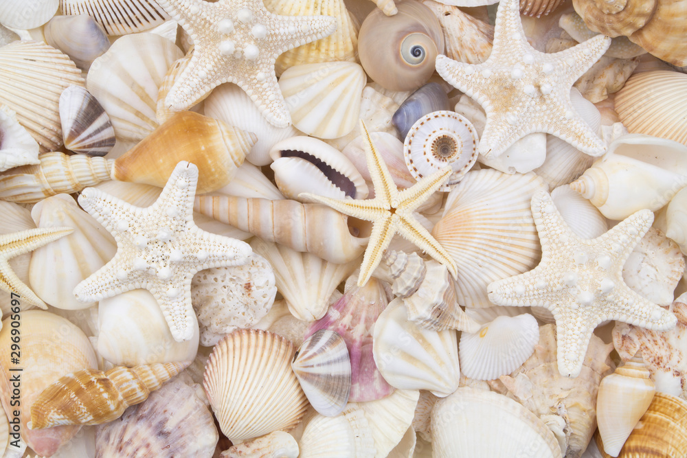 Many amazing seashells, coral and starfishes mixed Many amazing seashells, coral and starfishes mixed