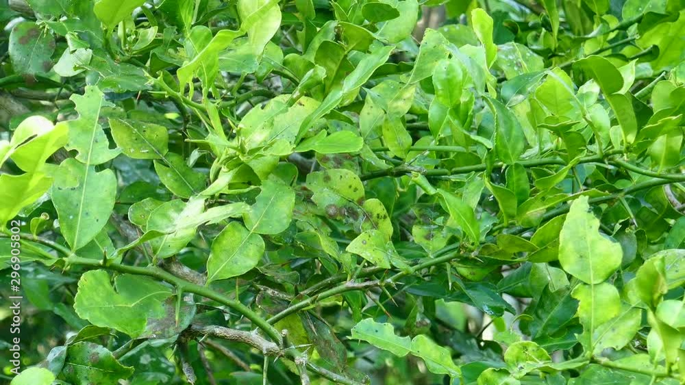 Kaffir lime Plants that use leaves as a food ingredient Kaffir lime Plants that use leaves as a food ingredient