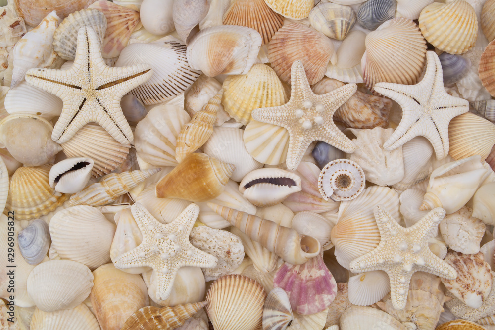 Many amazing seashells, coral and starfishes mixed Many amazing seashells, coral and starfishes mixed