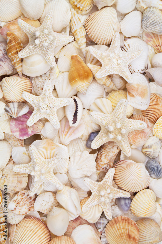 Many amazing seashells, coral and starfishes mixed Many amazing seashells, coral and starfishes mixed