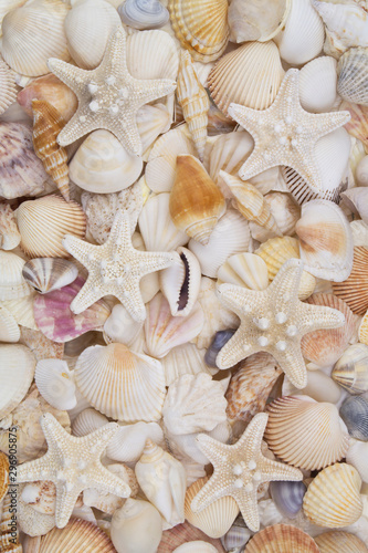 Many amazing seashells, coral and starfishes mixed