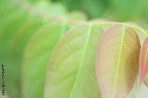 the leaf in nature abstract background, the nature background, plant in nature