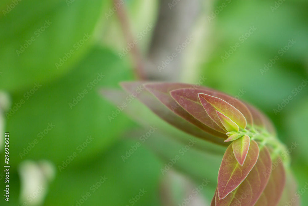 the leaf in nature abstract background, the nature background, plant in nature the leaf in nature abstract background, the nature background, plant in nature