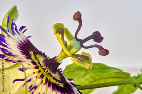 Close up photography of Passiflora Caerulea flower