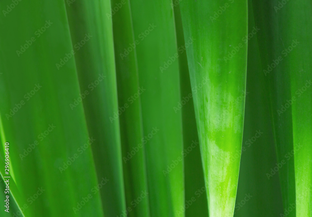 the leaf in nature abstract background, the nature background, plant in nature the leaf in nature abstract background, the nature background, plant in nature