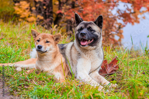 Fototapeta Naklejka Na Ścianę i Meble -  Akita and Shiba for a walk in the park. Two dogs for a walk. Autumn Park.