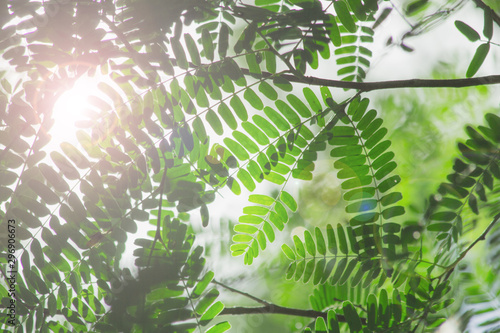 the leaf in nature abstract background, the nature background, plant in nature