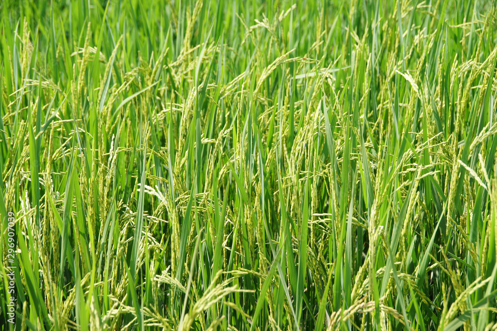 green tree with yellow seeds ready to harvest, background images green tree with yellow seeds ready to harvest, background images