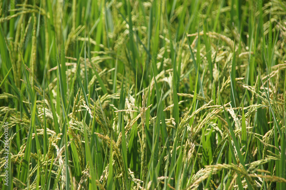 green tree with yellow seeds ready to harvest, background images green tree with yellow seeds ready to harvest, background images