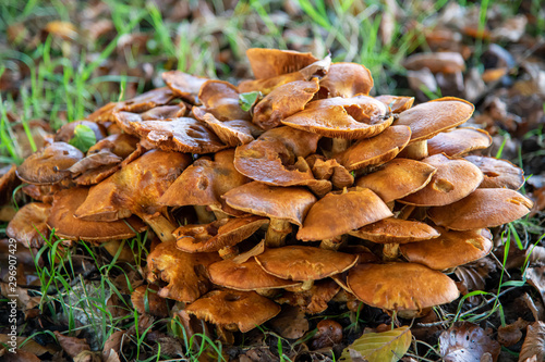A large group of orange fungus