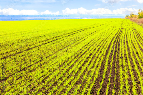 Smooth rows of sprouts of winter wheat sprouted in a vast field.