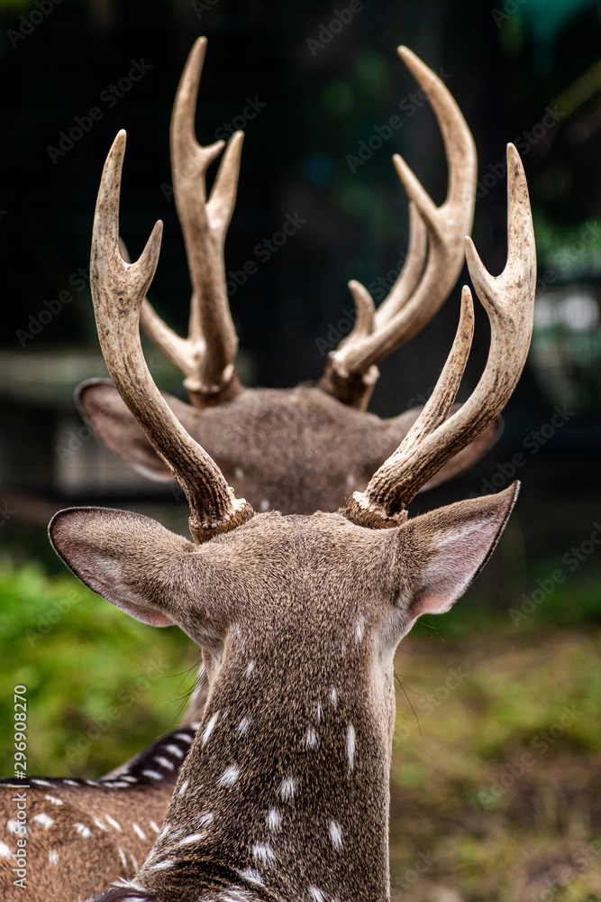 Fototapeta premium deer on a black background