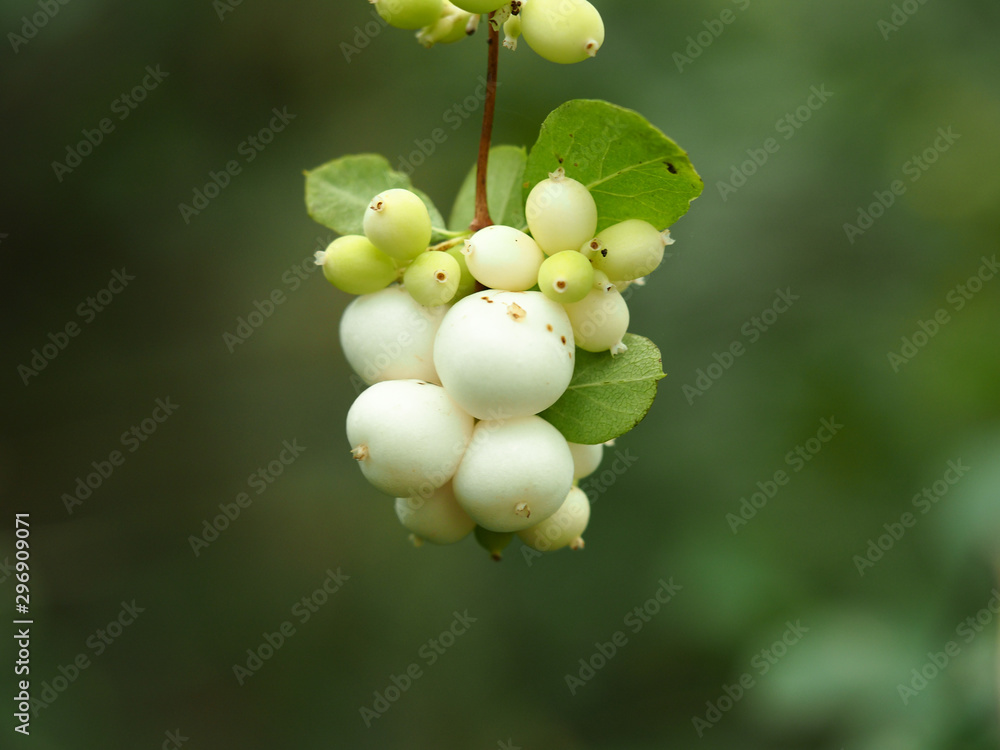 White Svidina - Poisonous White Berries And Green Bush Leaves Stock Photo,  Picture and Royalty Free Image. Image 83475912.