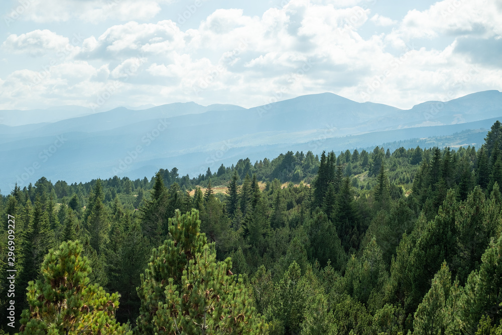 Obraz premium Mountain views, pine tree forest, green nature, cloudy sky, Balkans,, Bulgaria, eastern europe