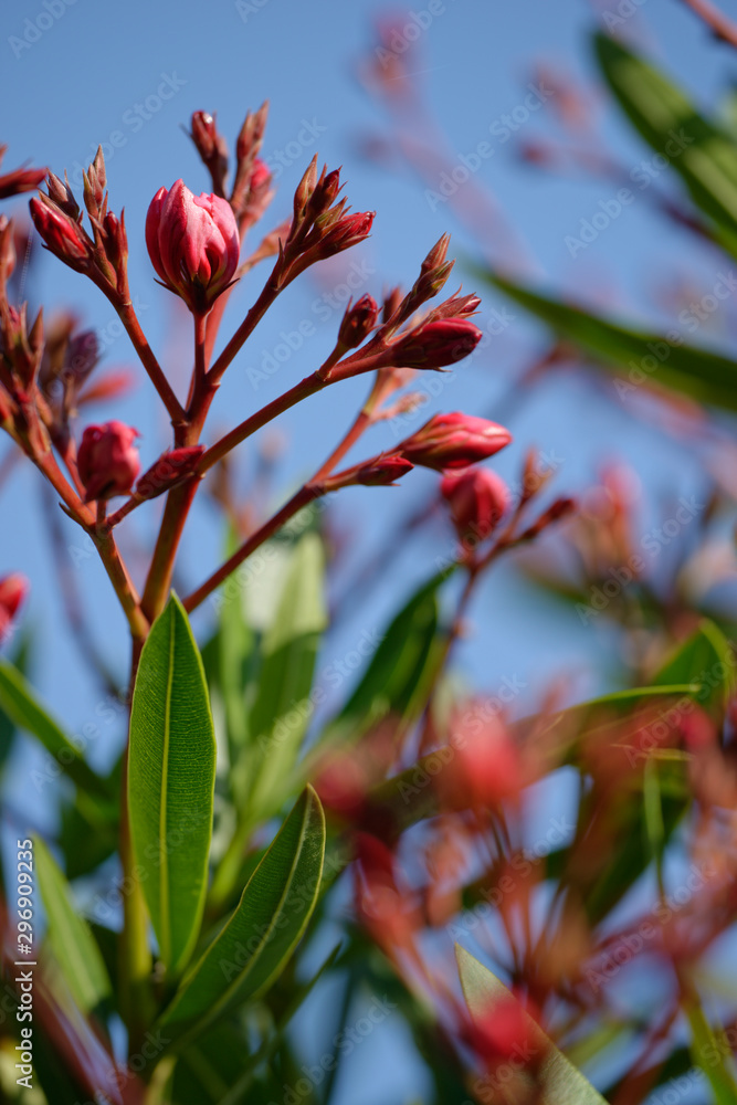 Oleander Oleander