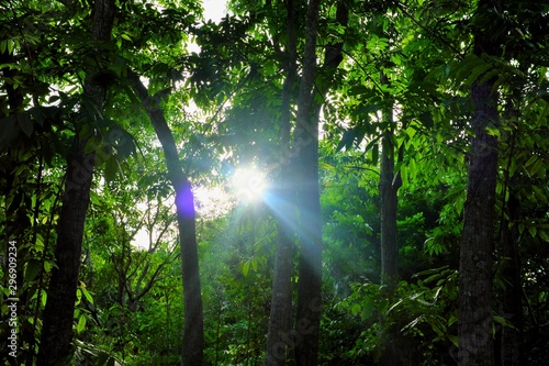 Rays of sun in a forest