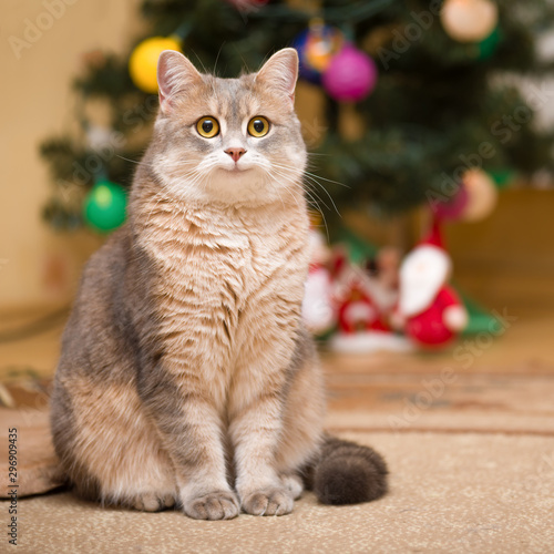 Smiling cat on a blurry background with a Christmas tree and a luminous garland. © Windofchange64