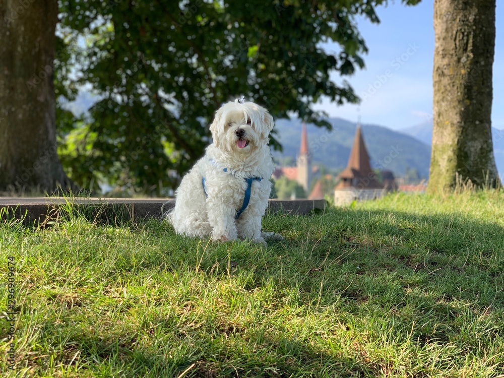 maltese dog in the park