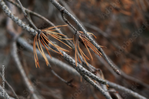 dry pine tree branch close up