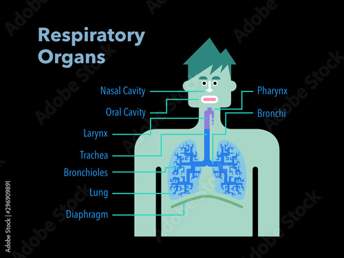 黒バックに英語で各部位の名称が記載された呼吸器官のシンプルなイラスト