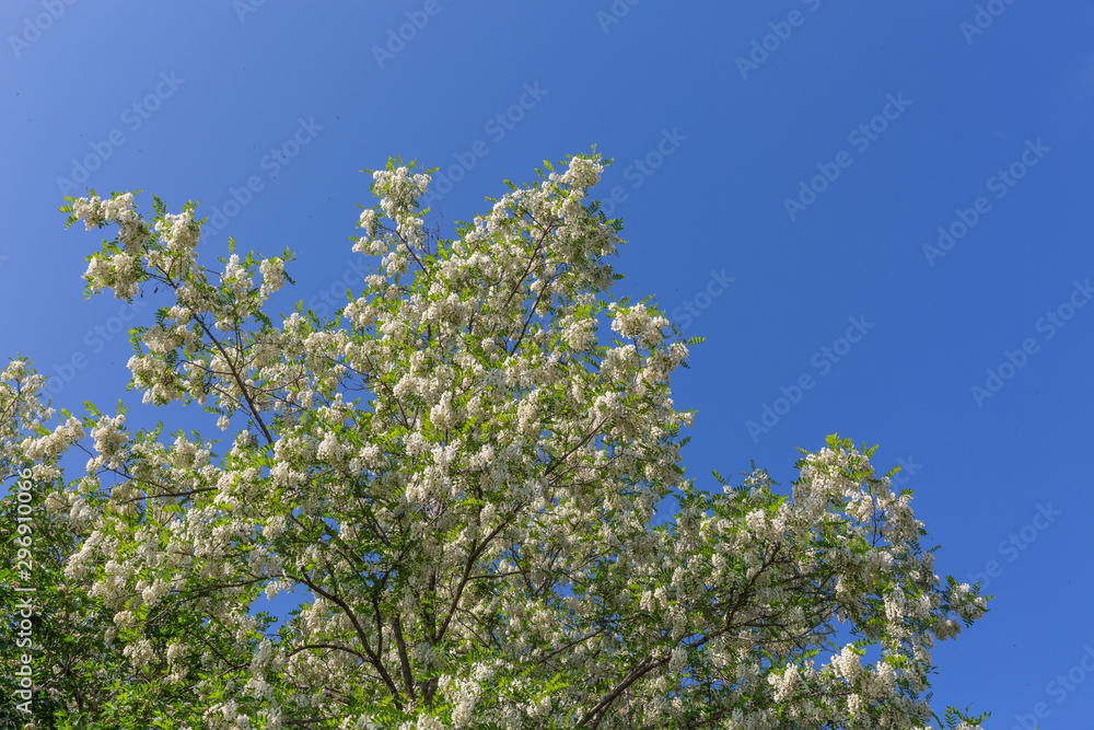 Outdoor spring blooming Sophora japonica flowers and blue sky,Sophora japonica Linn. Outdoor spring blooming Sophora japonica flowers and blue sky,Sophora japonica Linn.