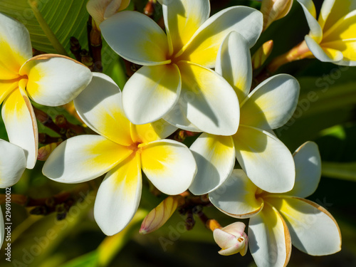 Tropical flowers frangipani  plumeria . White and yellow plumeria flowers on a tree