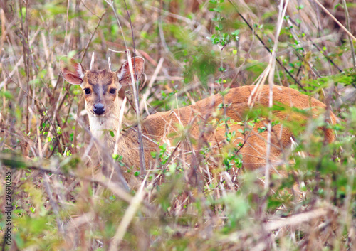 Marsh Deer peeping out from behind the long grass - Mato Grosso Park, Brazil photo