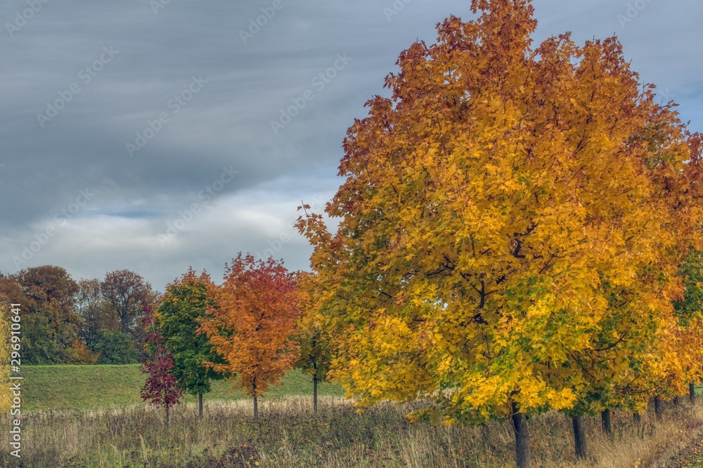 tree in autumn