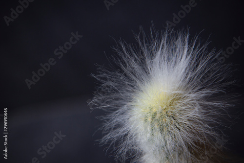 The closeup white cactus with white spikes isolated on the black background