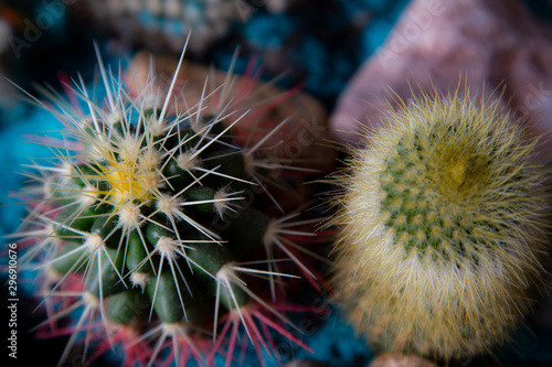 two small cactuses on colorfull stones and ground