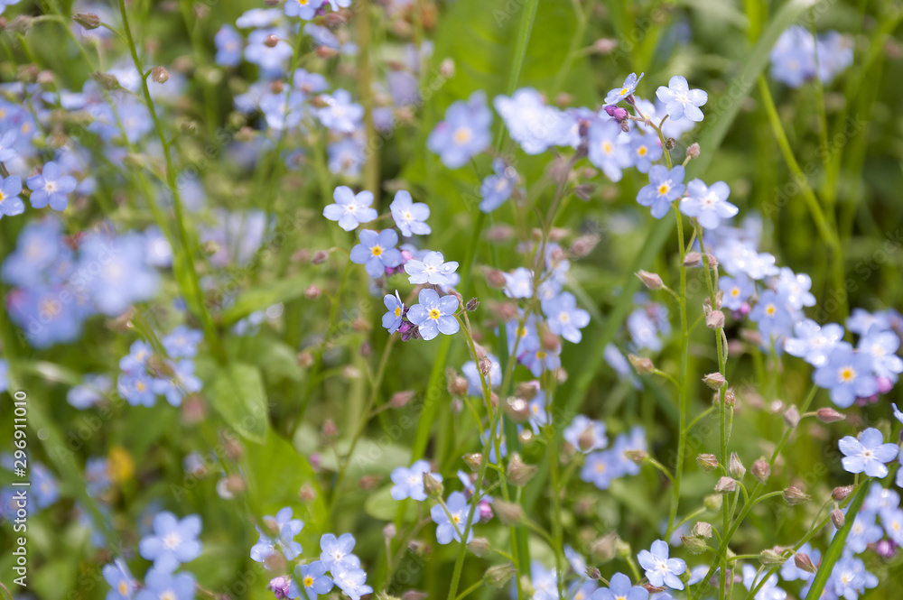 blue flowers in the garden