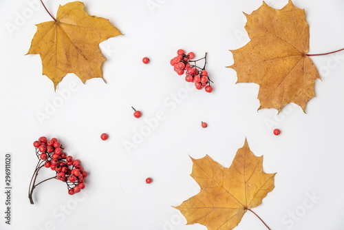 maple leaves and Rowan berries on a white background