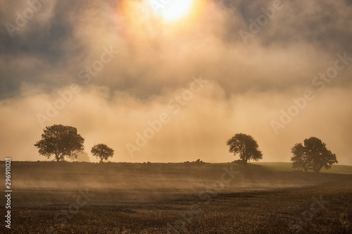 Morning fog on a field with tree silhouettes and the sun